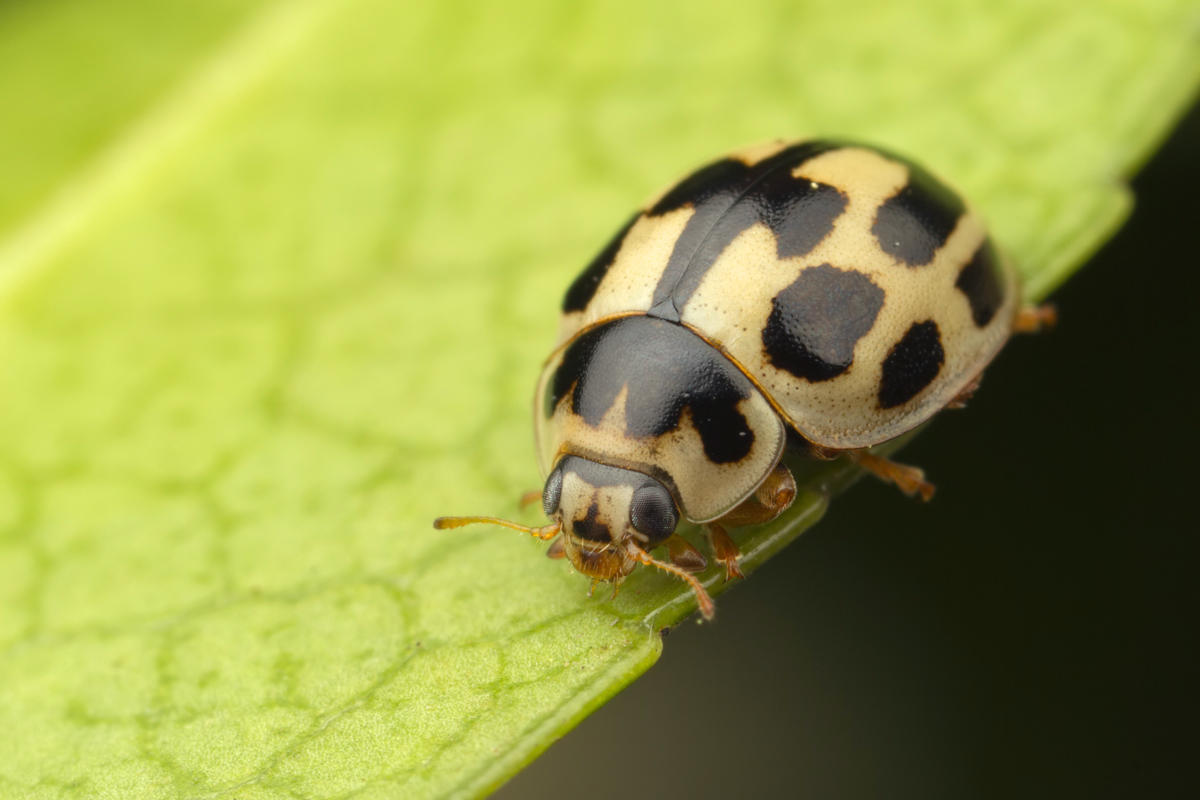 Fourteen Spot Ladybird 2